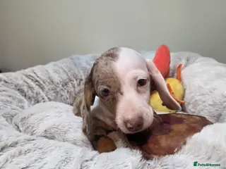 Miniature Dachshund dogs Miniature dachshund - Advert 13