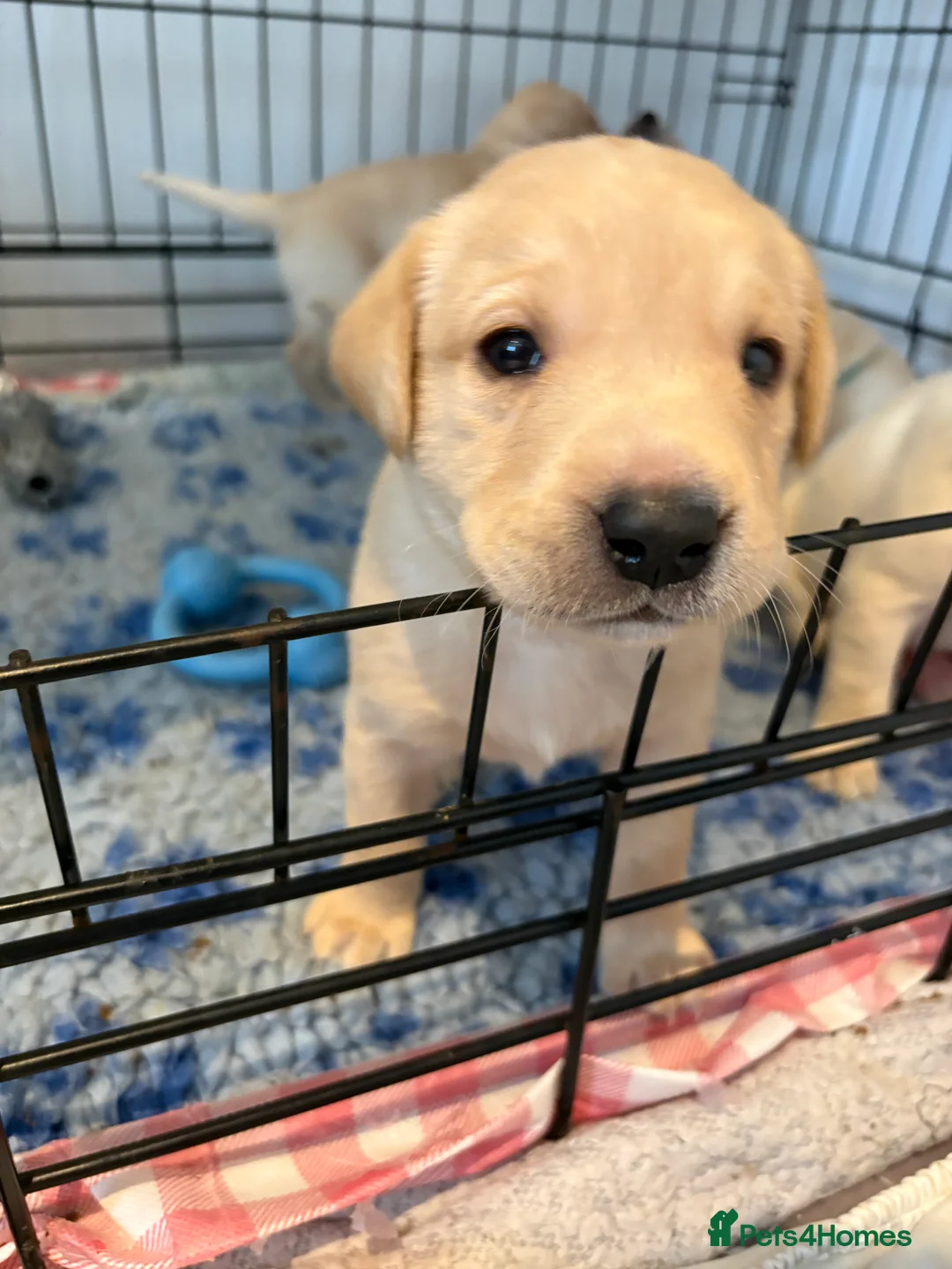 Labrador Retriever dogs for sale: Labrador Retriever Puppies 🐶  - Advert 11