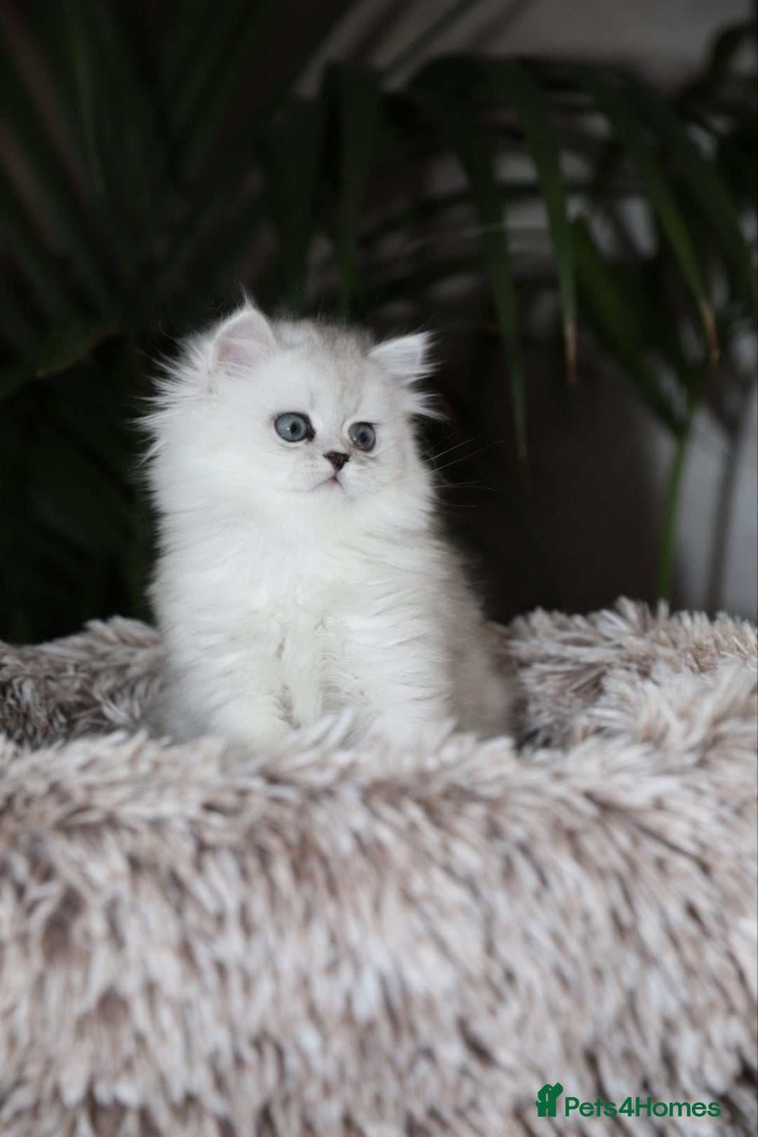 Persian cats for sale: Stunning Chinchilla Persian Kittens-Ready to go 💕 - Advert 9