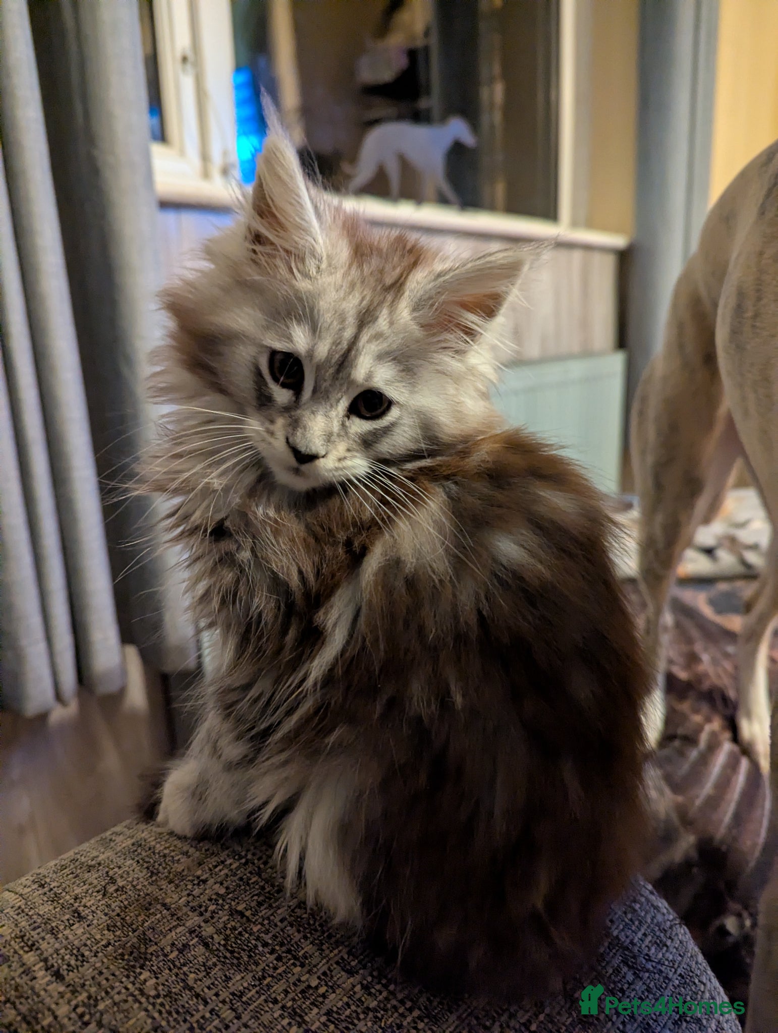 Maine Coon cats Stunning health tested girl from champion lines - Advert 2