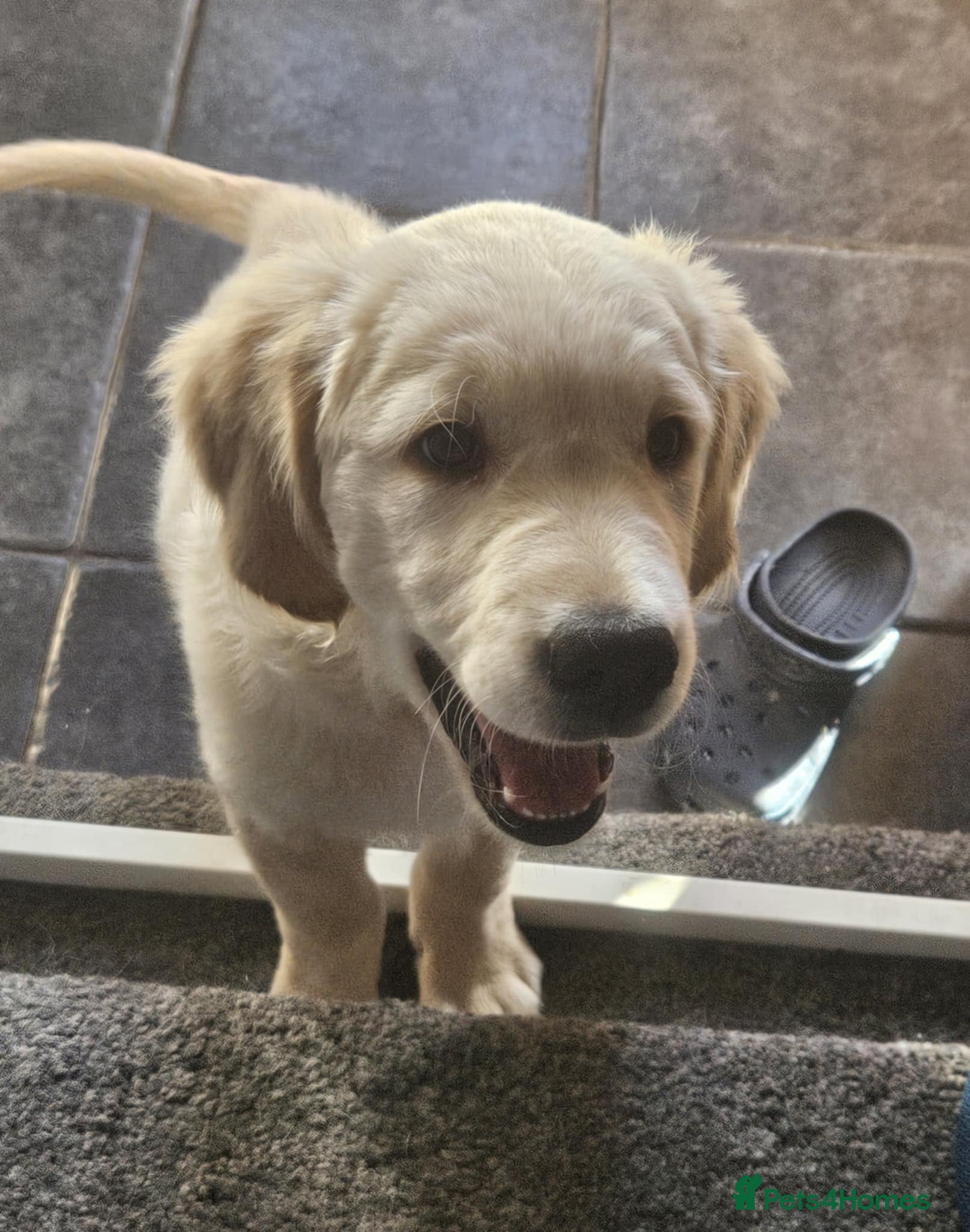 Golden Retriever dogs KC registered golden retriever puppy - 1 boy left! - Advert 3