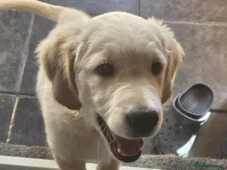 Golden Retriever dogs KC registered golden retriever puppy - 1 boy left! - Advert 3