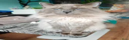 Ragdoll cats for sale: Ragdoll kittens  - Advert 13