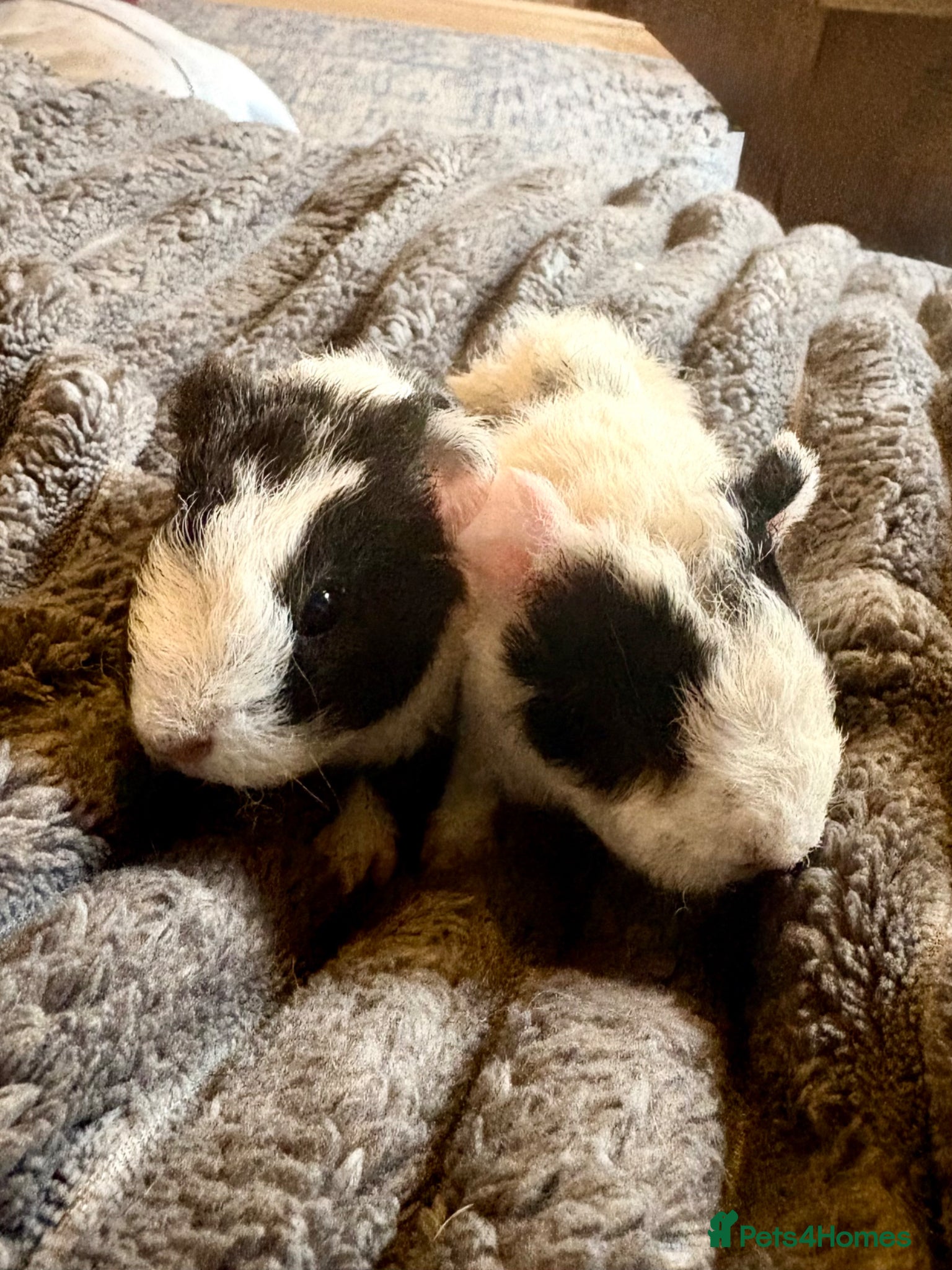 Guinea Pig rodents Baby guineas ready now. - Advert 2