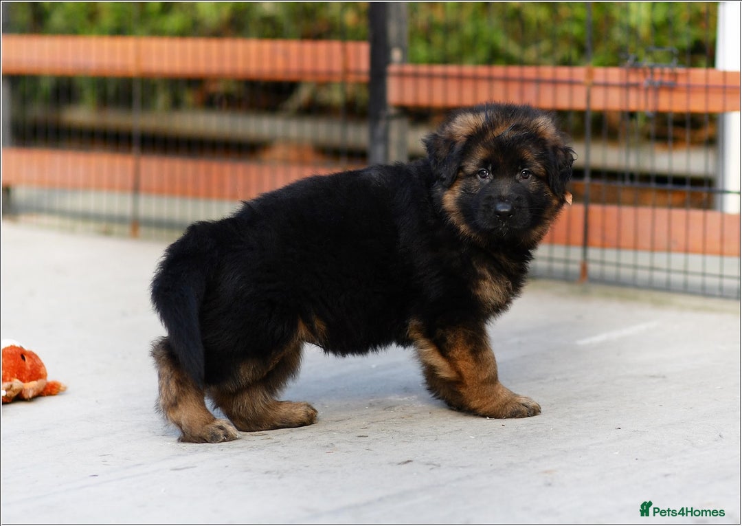 German Shepherd dogs for sale: BRUSAVENBERG LITTER DUE 3rd WEEK of JANUARY 2026 - Advert 5