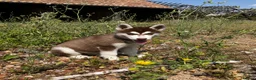 Siberian Husky dogs for sale: Beautiful Purebred Red Siberian Husky Girls - Advert 2