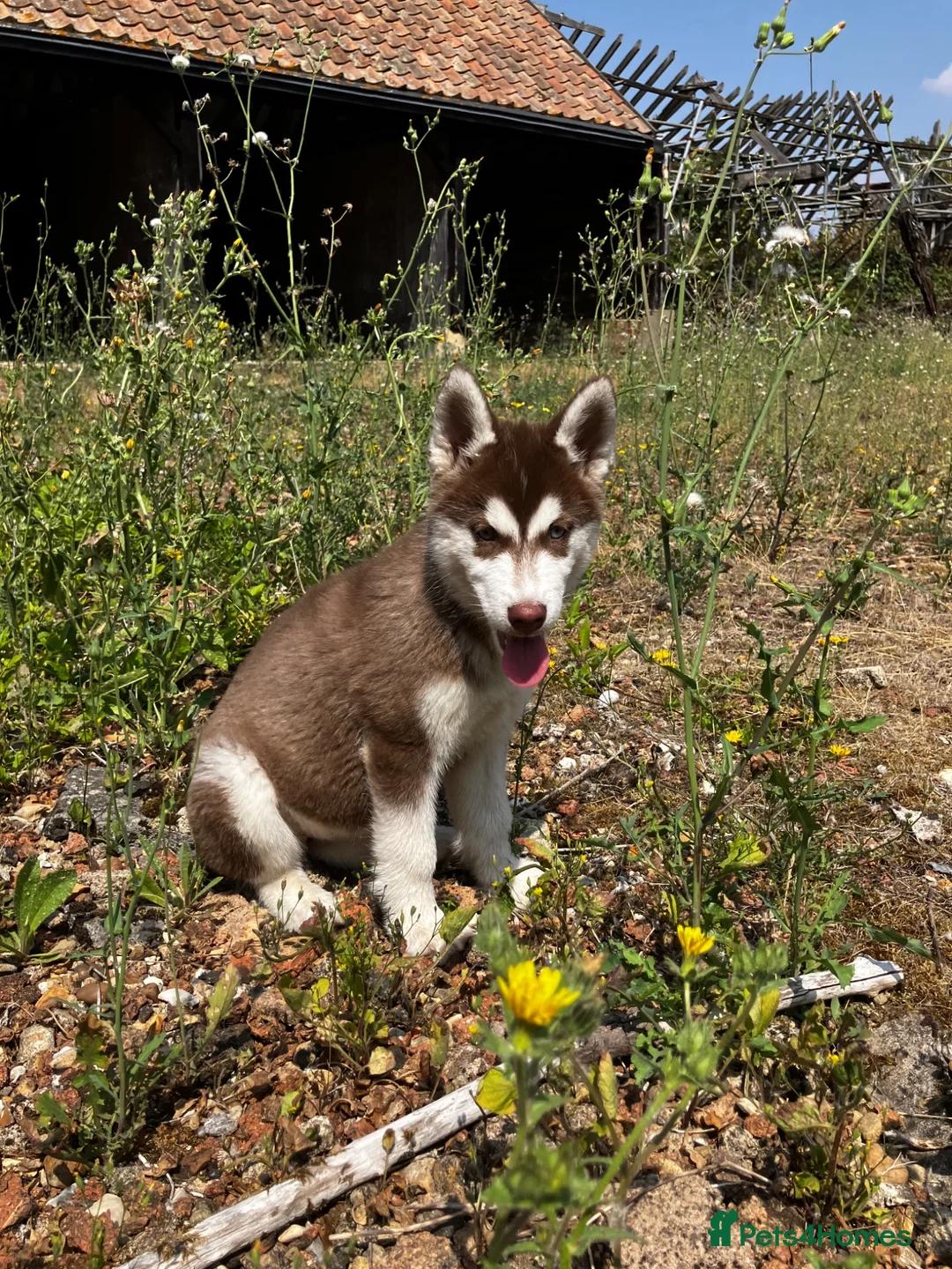 Siberian Husky dogs for sale: Beautiful Purebred Red Siberian Husky Girls - Advert 2