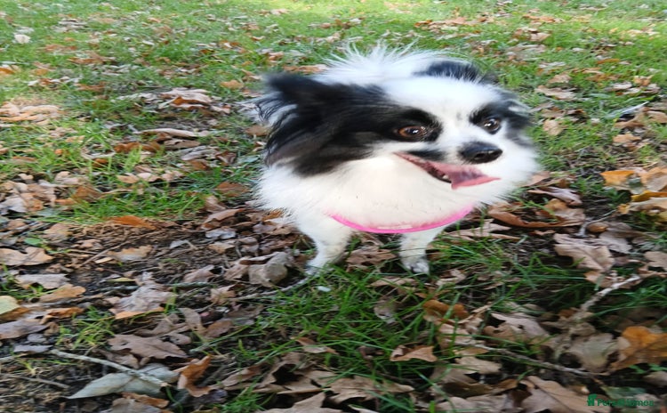 Mixed Breed dogs - Advert 2