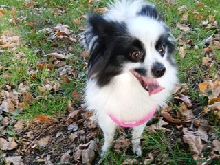 Mixed Breed dogs - Advert 3