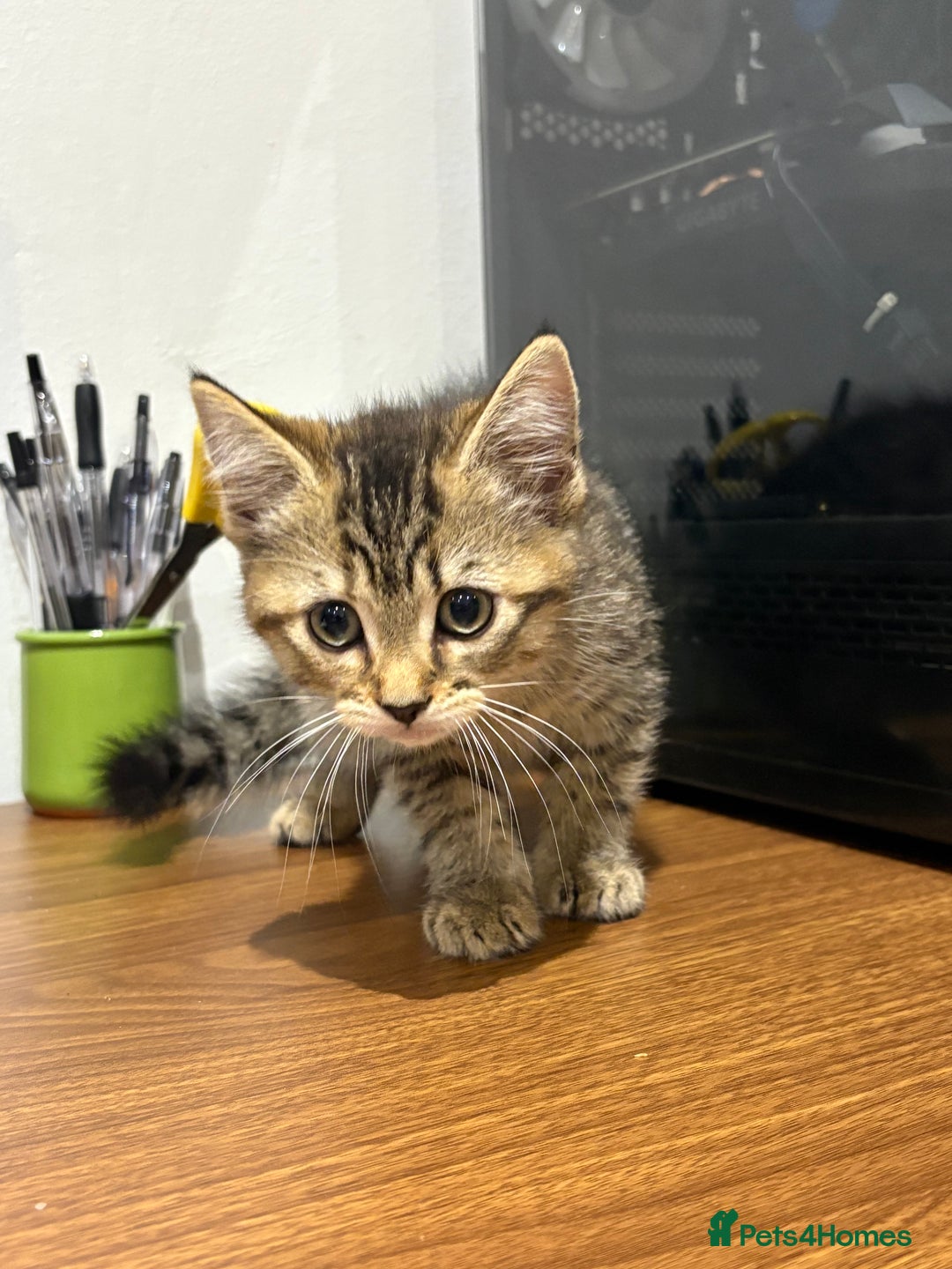 Domestic Shorthair cats for sale: Kitten for sale  - Image 4