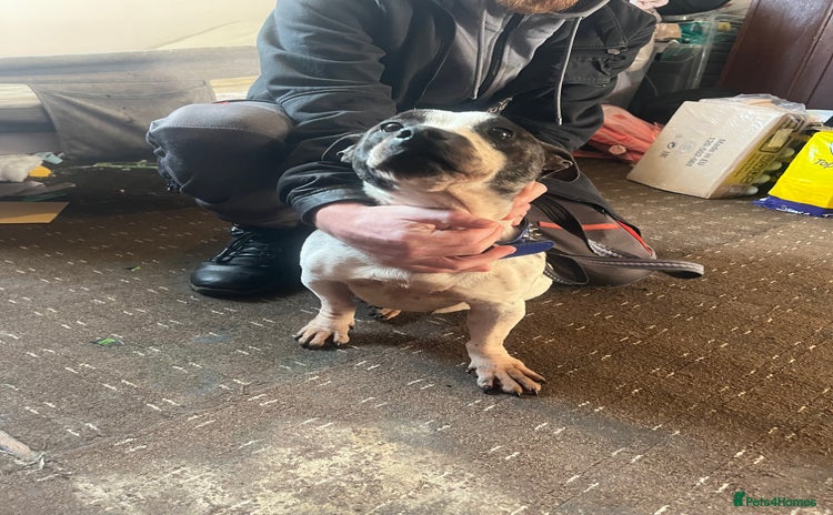 Mixed Breed dogs Staffy x Jack russell - Advert 1