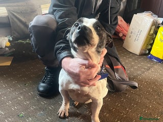 Mixed Breed dogs Staffy x Jack russell - Advert 1