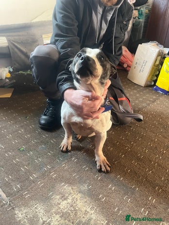 Mixed Breed dogs Staffy x Jack russell - Advert 1