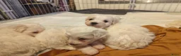 Mixed Breed dogs for sale: Maltipoo x Coton de Tulear Puppies  - Advert 18