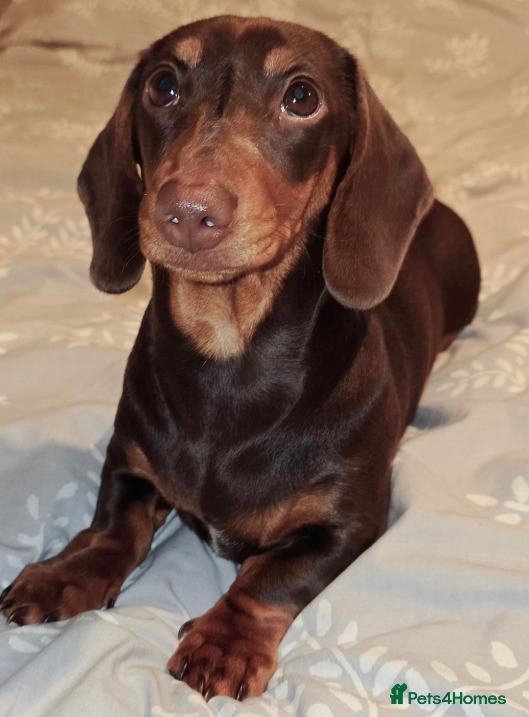 Miniature Dachshund dogs for sale: Minature daschund  - Advert 1