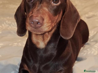 Miniature Dachshund dogs Minature daschund - Advert 18