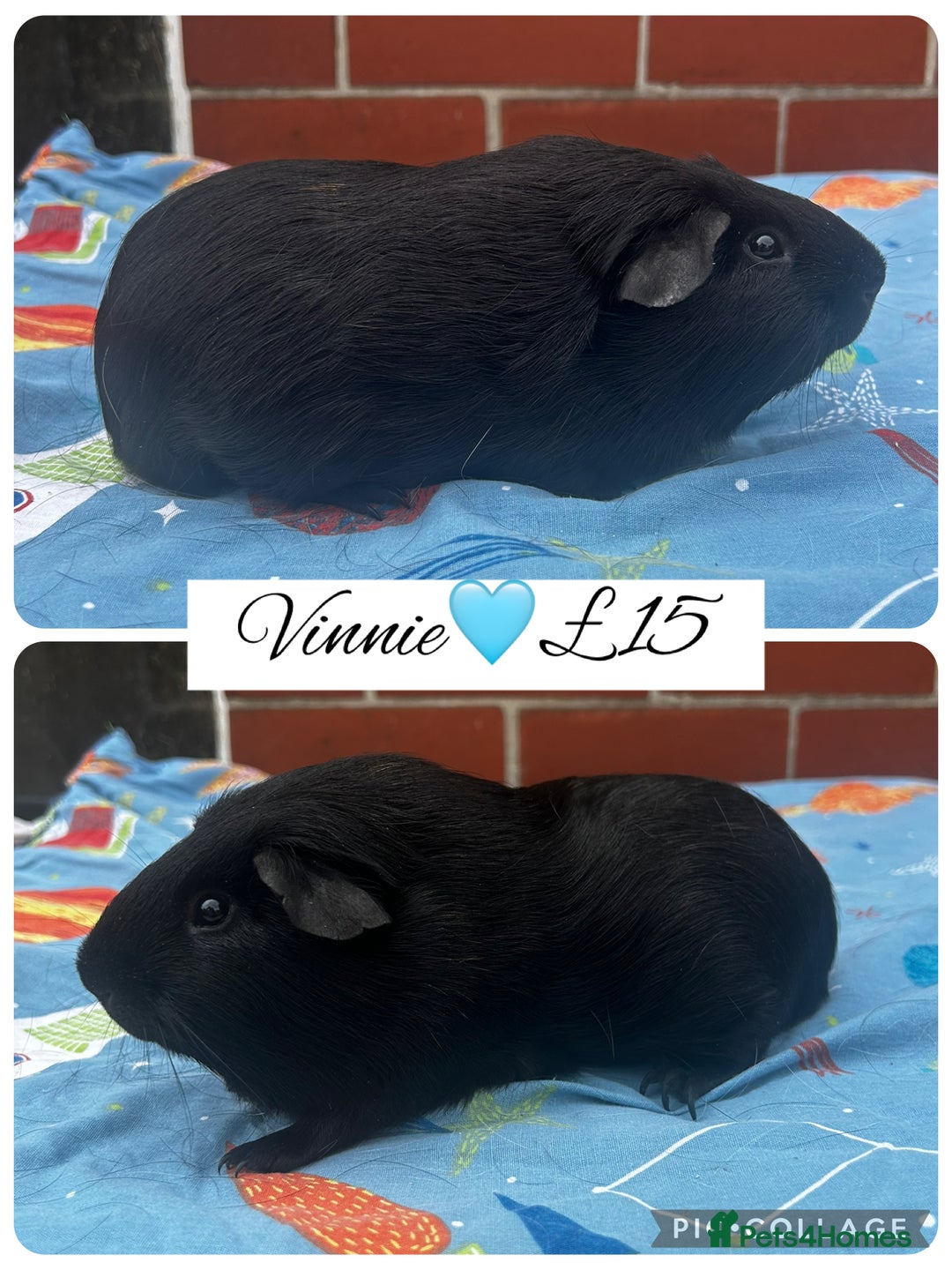 Guinea Pig rodents for sale: Guinea pig boars  - Image 4
