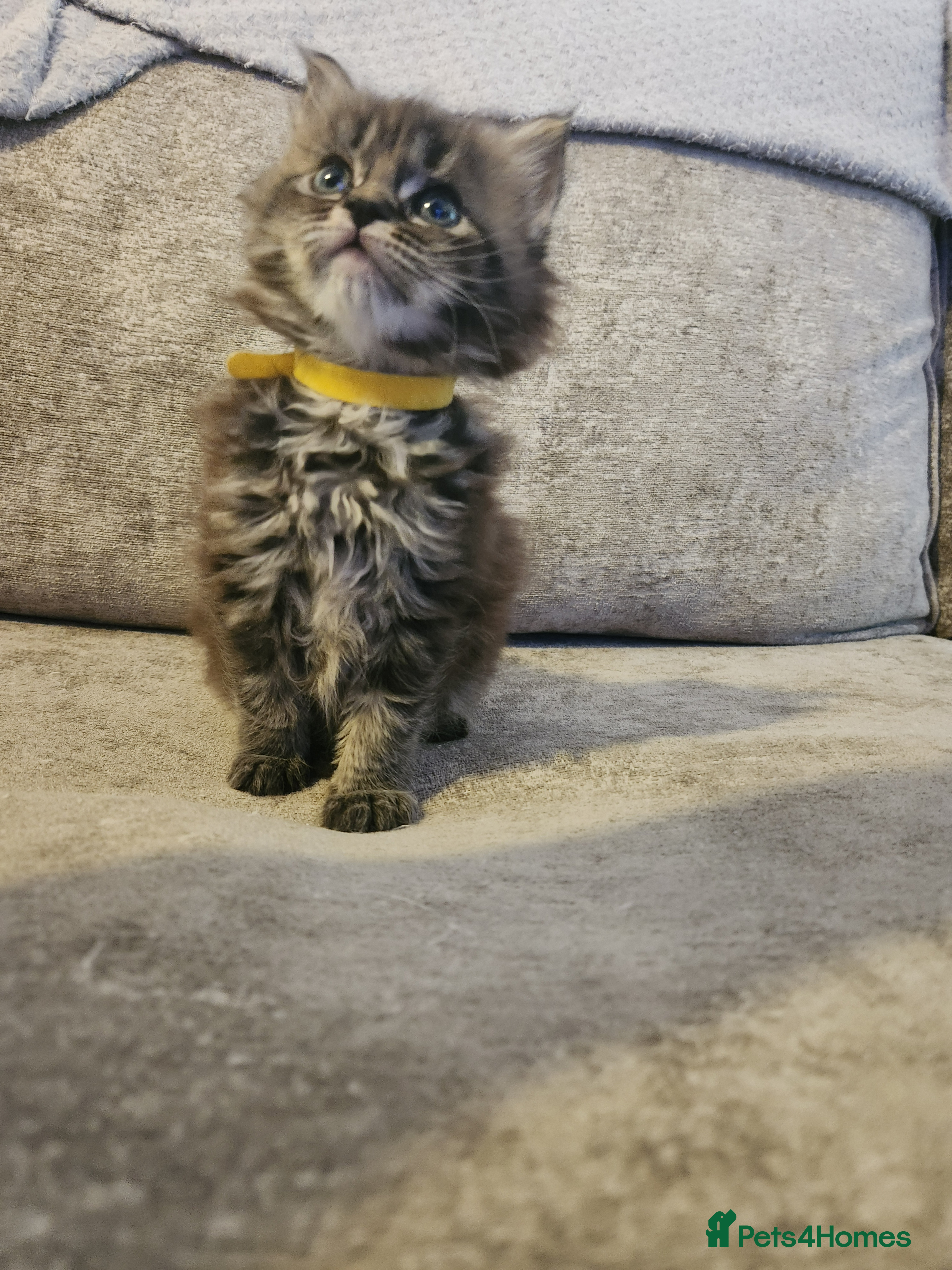 Maine Coon cats Pure Maine coon kittens - Advert 12