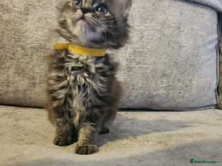 Maine Coon cats Pure Maine coon kittens - Advert 5