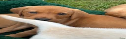 Labrador Retriever dogs for sale: *Ready Now* Labrador Puppies For Sale  - Advert 26