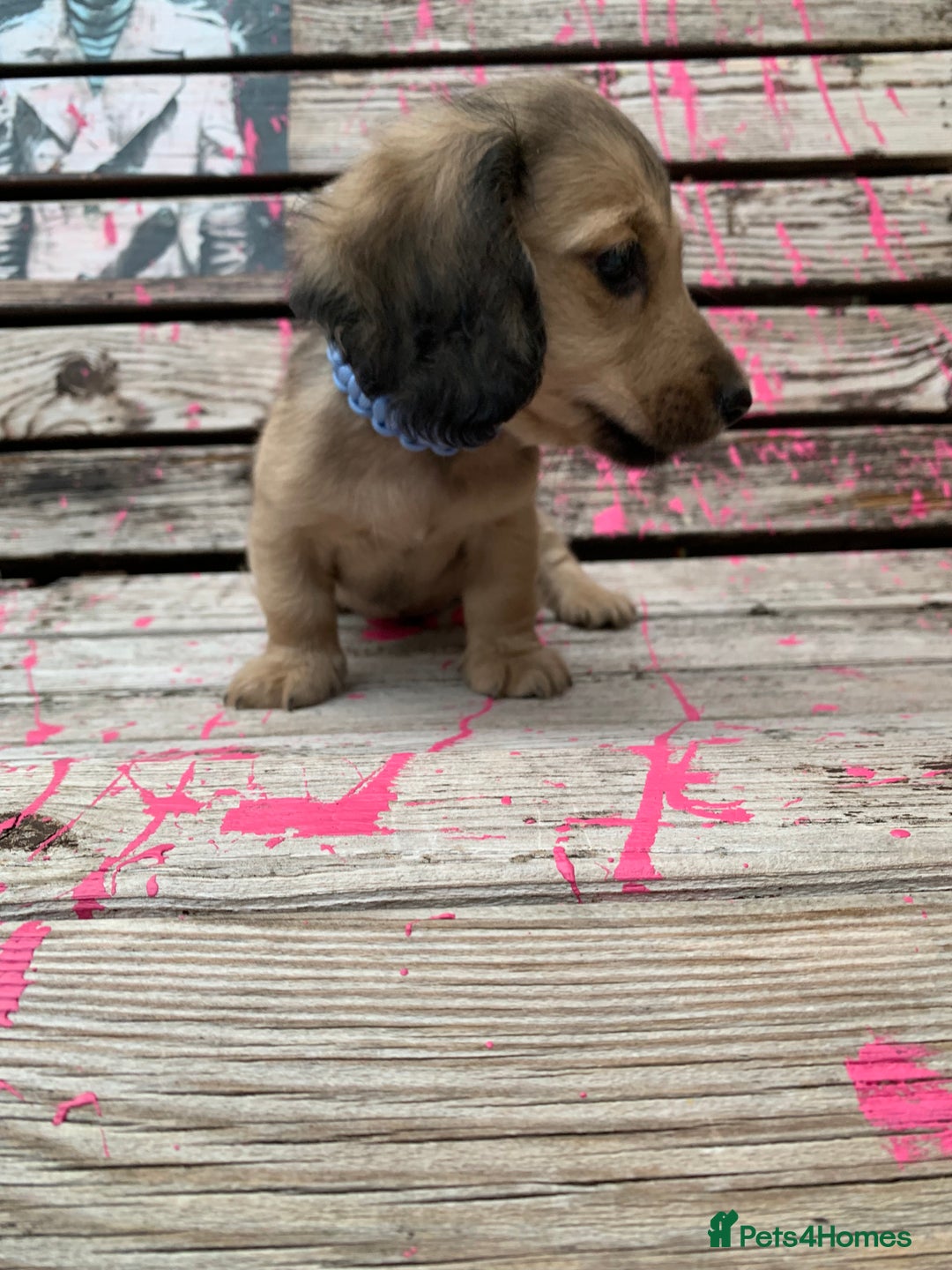 Miniature Dachshund dogs for sale: Stunning true to type KC Reg Miniature LH babies - Image 6