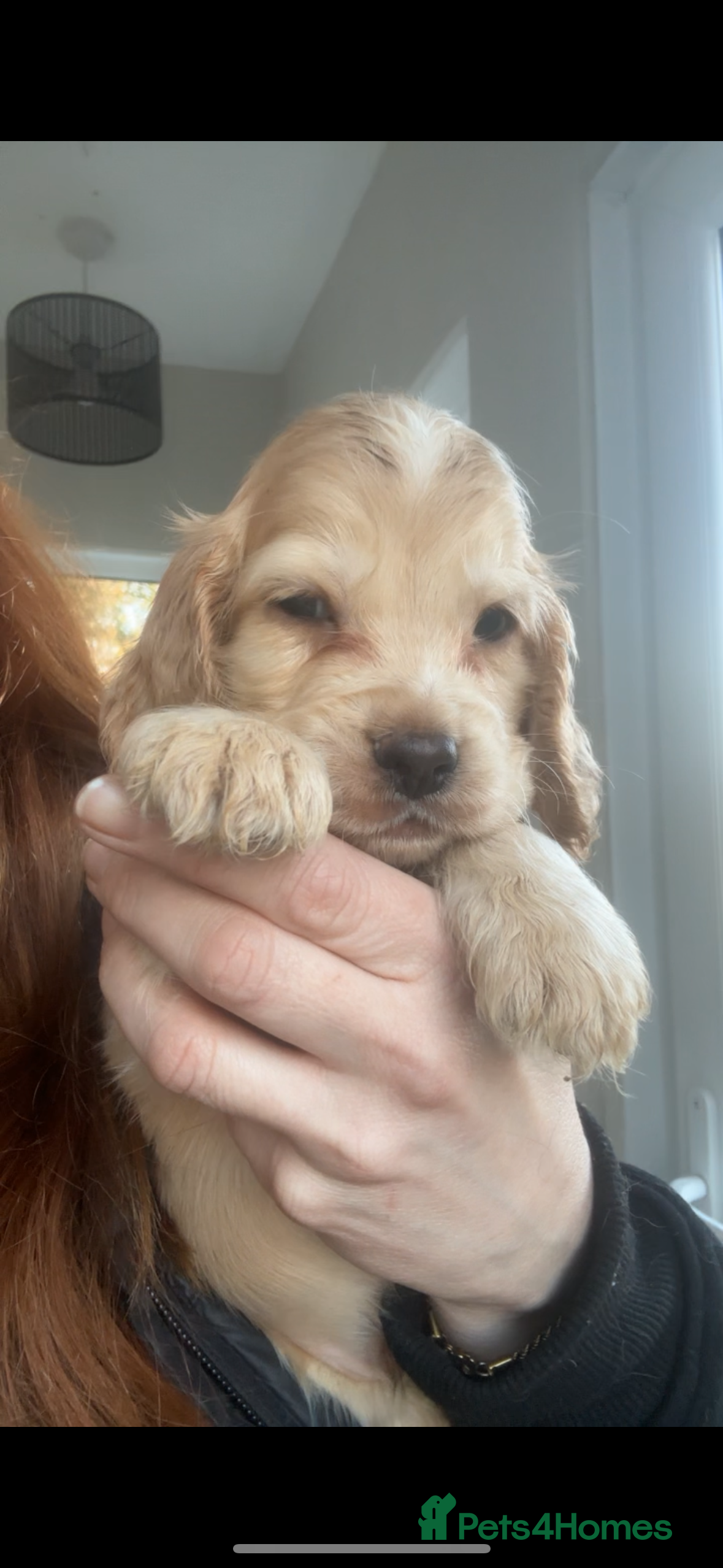 Cocker Spaniel dogs 100% sable show cockers  - Advert 8