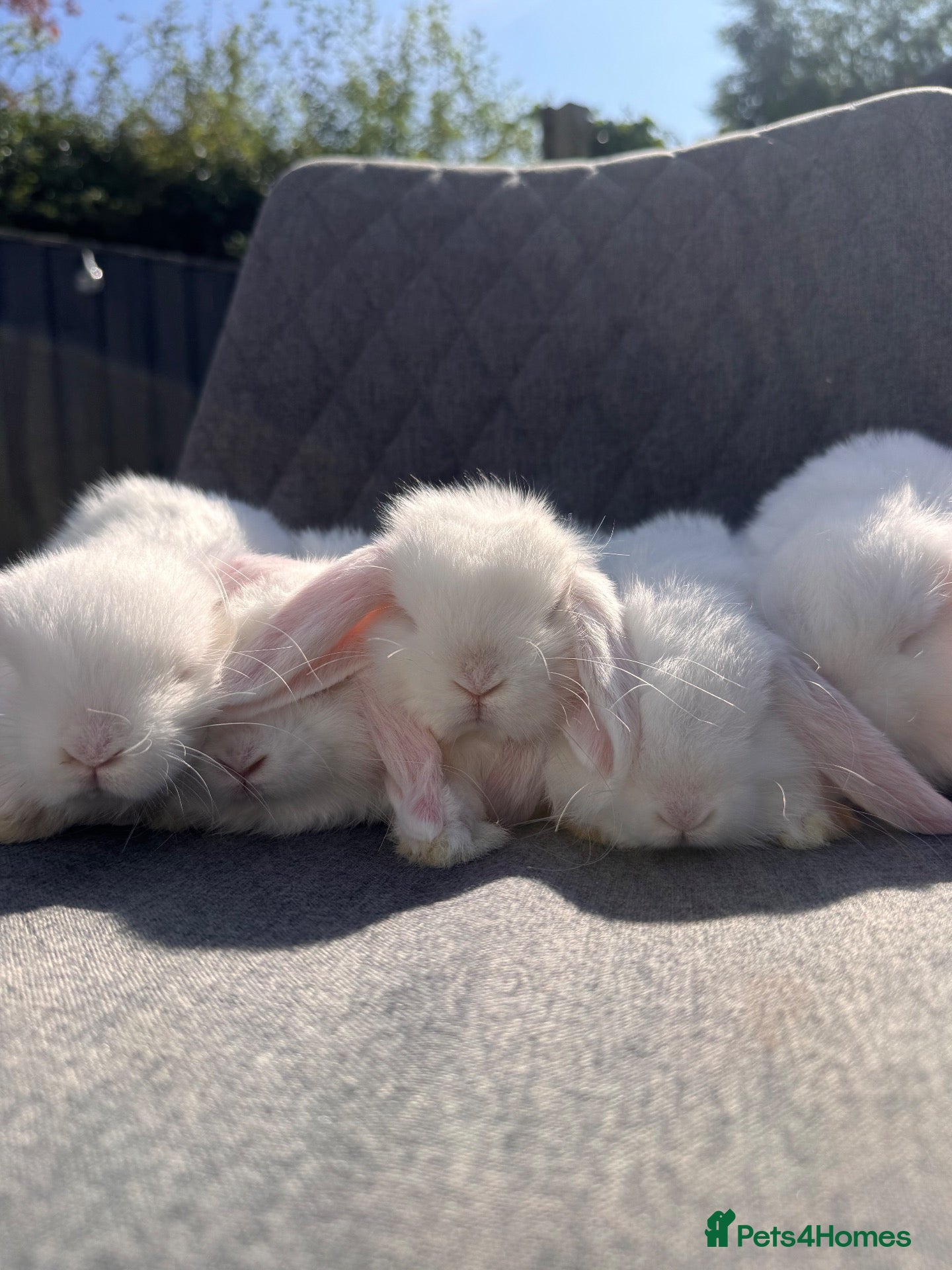 Mini Lop rabbits Pure bred mini lop bunnies  - Advert 1