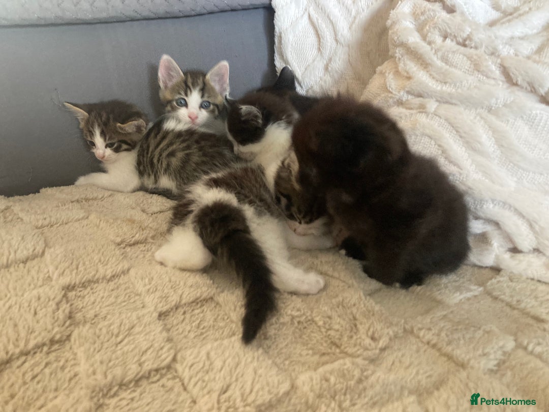 Mixed Breed cats for sale: Sweet Kittens  - Image 17