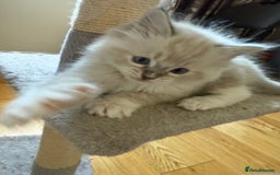 Ragdoll cats for sale: Beautiful  - Image 6