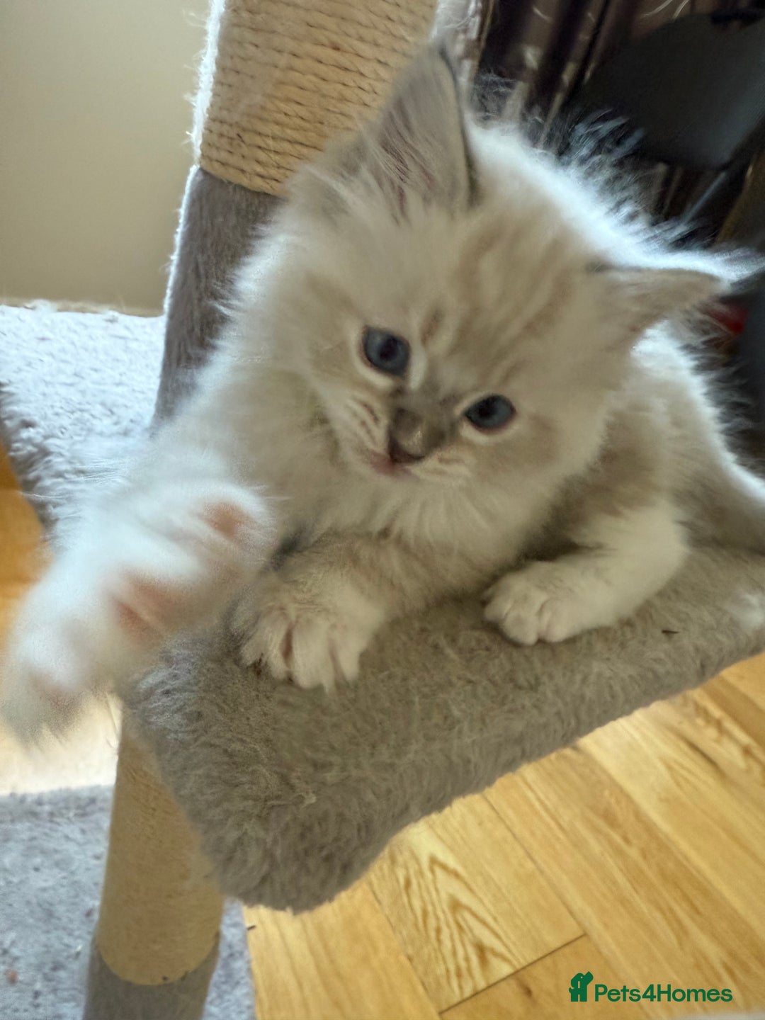 Ragdoll cats for sale: Beautiful  - Image 6