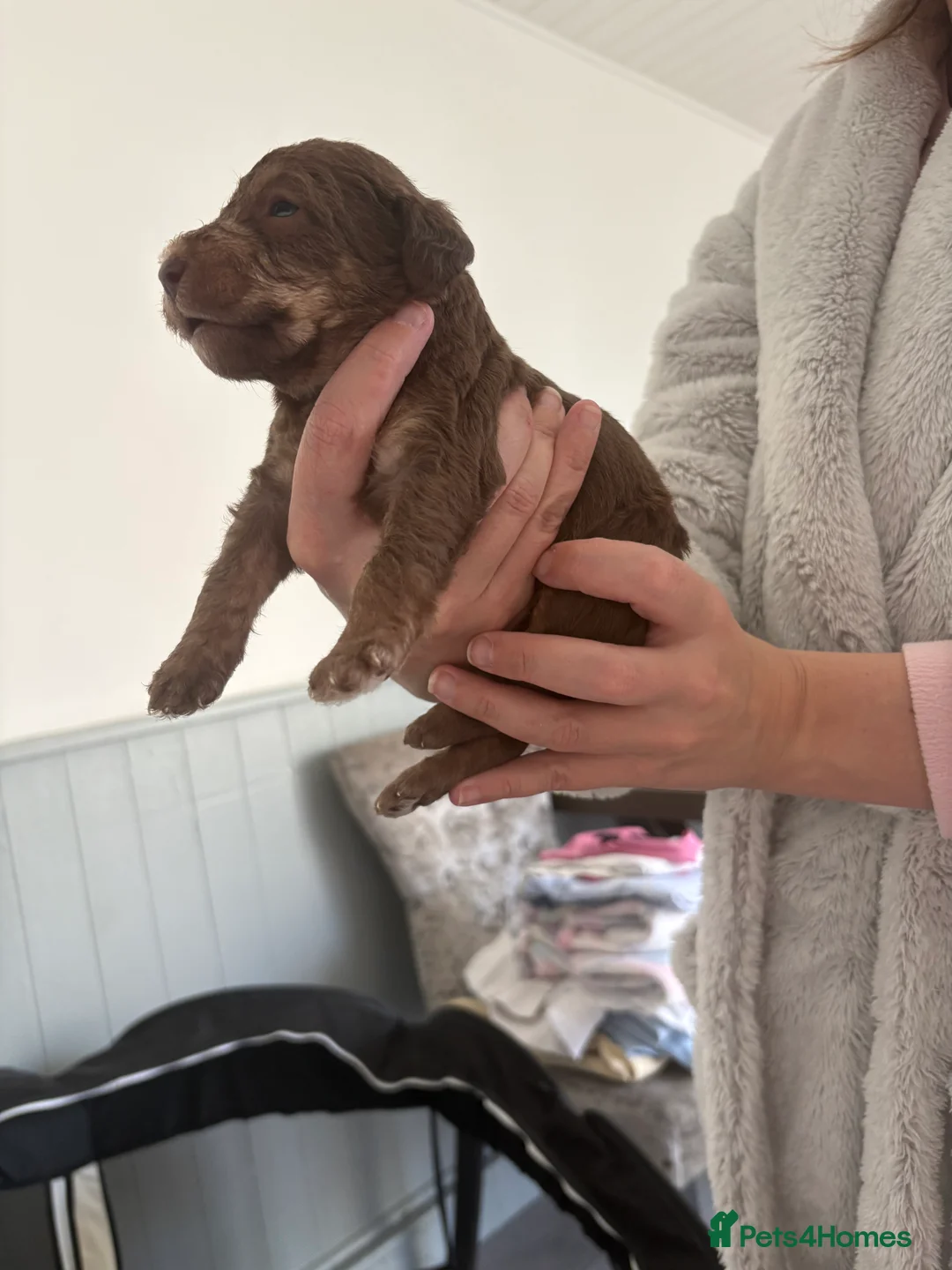 Bedlington Terrier dogs for sale: Bedlington puppies - Advert 6
