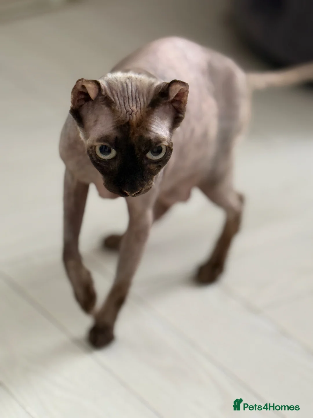 Sphynx cats for sale: Beautiful babies! 1 male 3 females ♥️ in King's Lynn - Advert 2