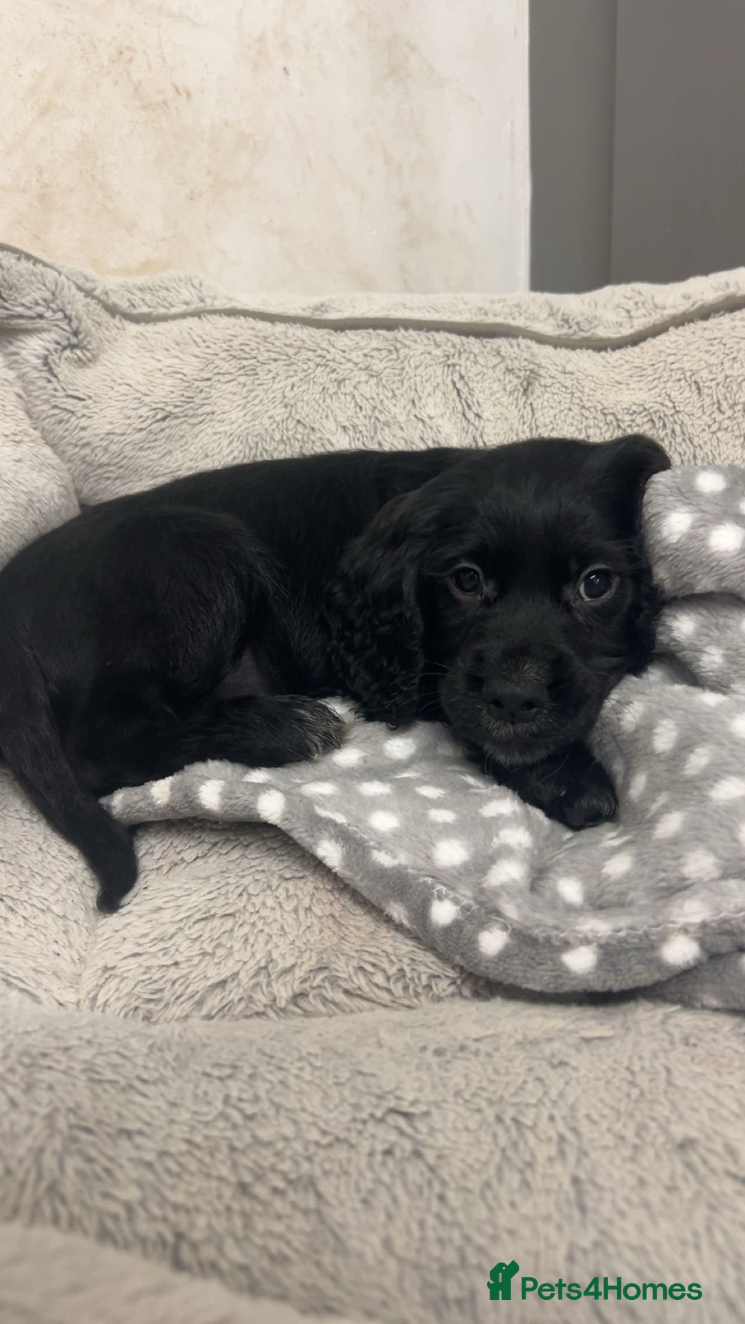 Cocker Spaniel dogs for sale: Male cocker spaniel - Advert 4