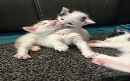 Domestic Shorthair cats for sale: Kittens for sale  - Image 12