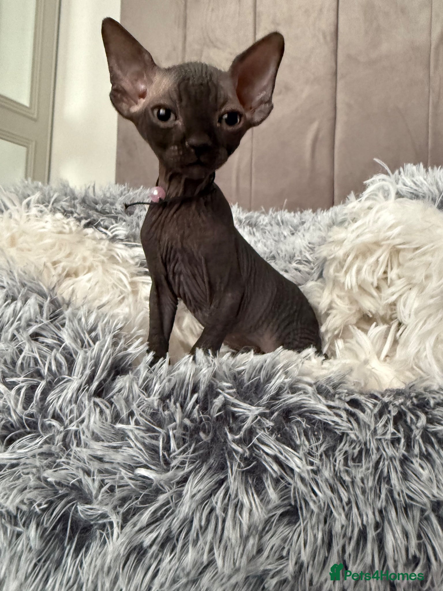 Sphynx cats Amazing babies for reservation!🌺🫶 - Advert 5