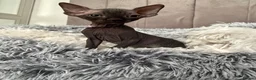Sphynx cats for sale: !🌺🫶 Ready NOW!! - Advert 12