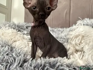 Sphynx cats Amazing babies for reservation!🌺🫶 - Advert 5
