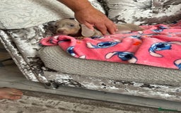 Miniature Dachshund dogs for sale: Miniature dachshund puppies - Image 5