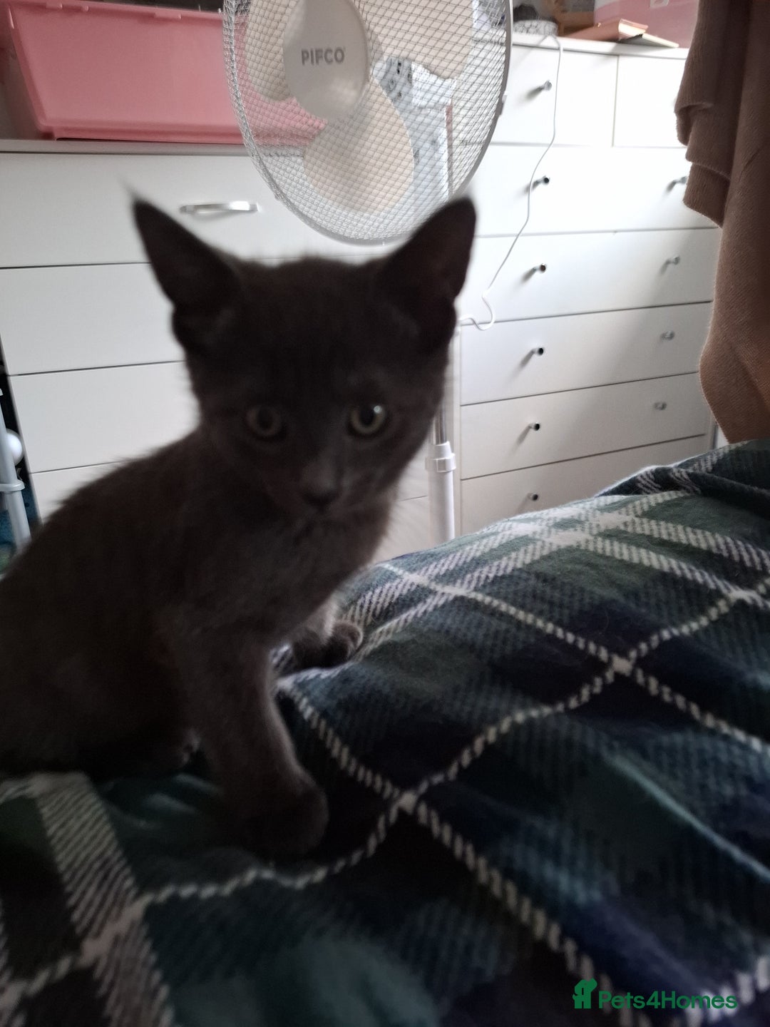 Mixed Breed cats for sale: 8 week kittens - Image 13
