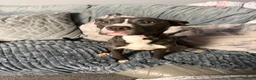 Mixed Breed dogs for sale: Mylie  in Wigan - Advert 3