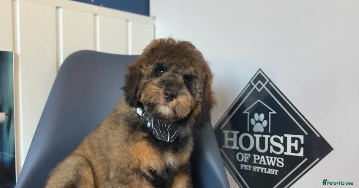 Beautiful F1b cockapoo boy for sale in Walsall | Pets4Homes
