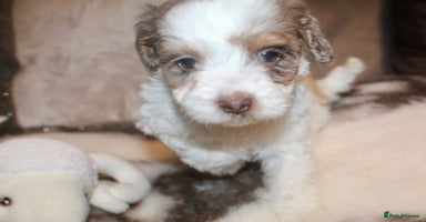 Cockapoo dogs - Advert 16