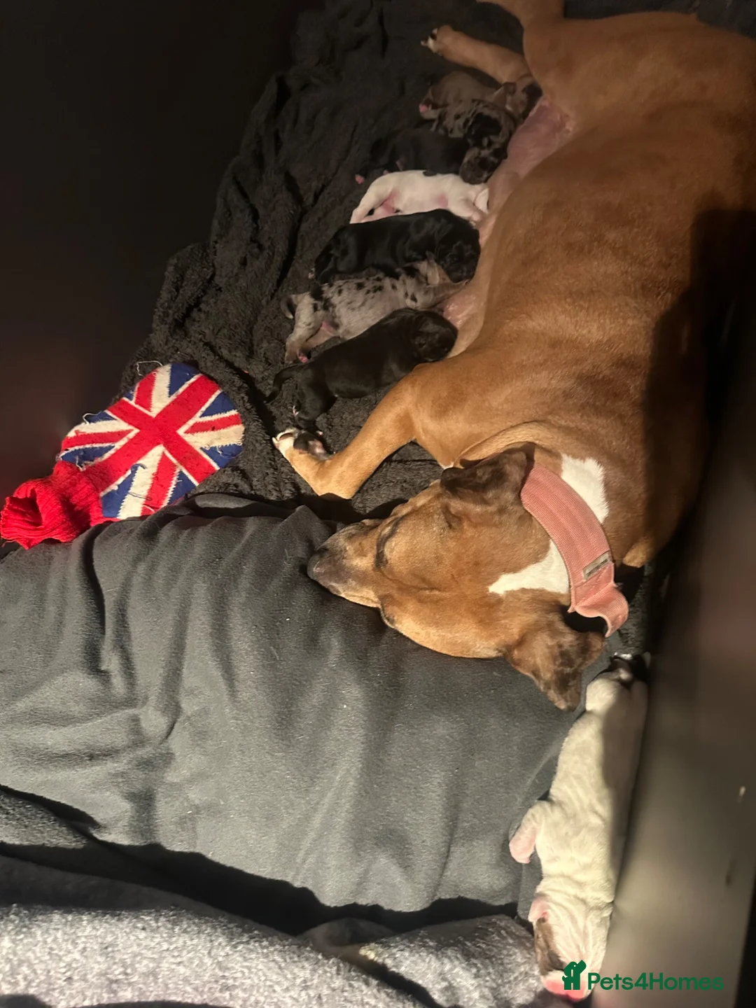 Mixed Breed dogs for sale: 4 Little Girls - Advert 18