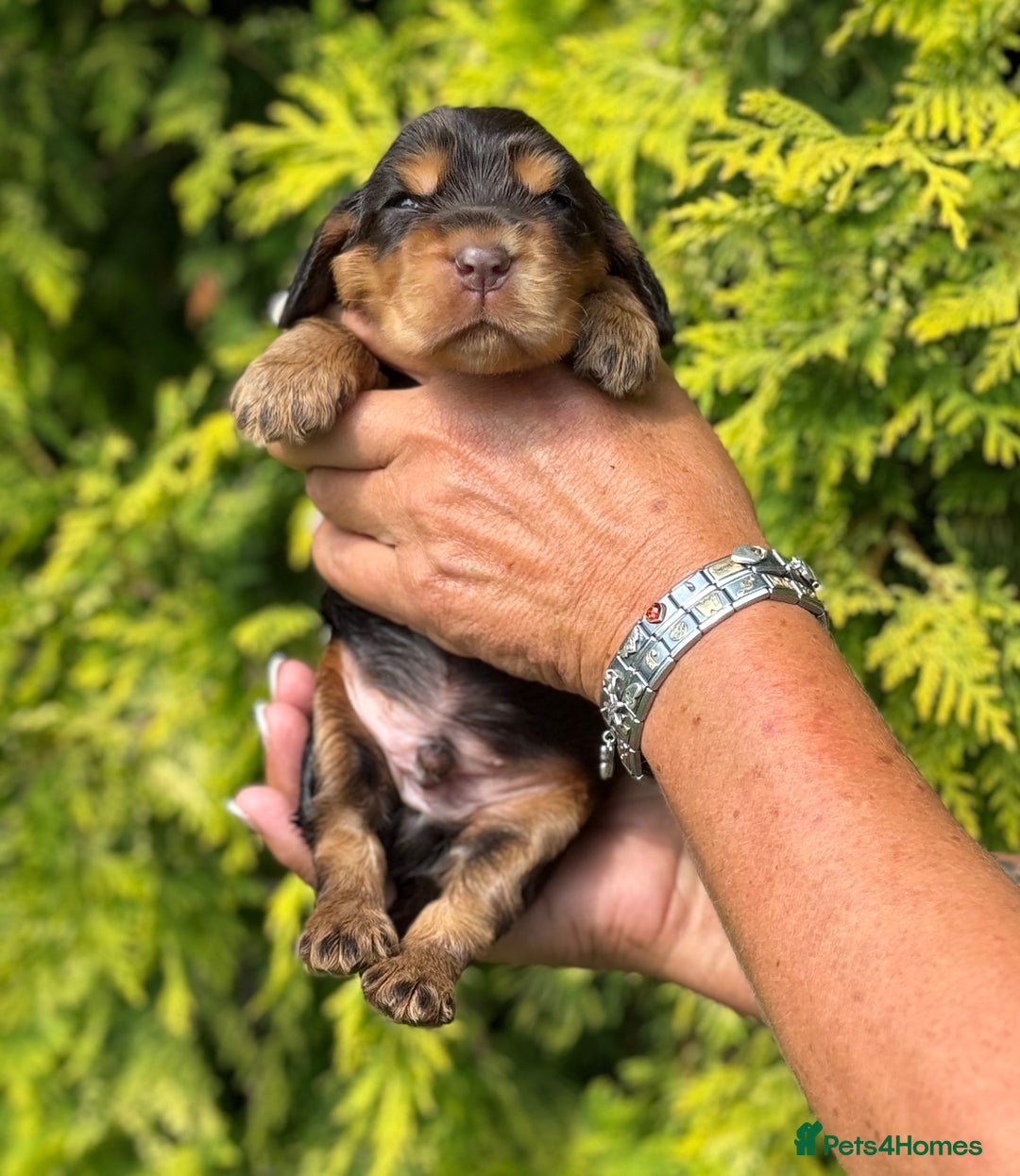 Cocker Spaniel dogs for sale: Show Cocker Spaniel pups KC reg - Image 5