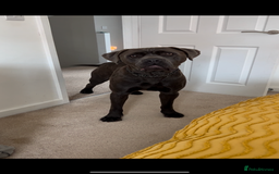 Cane Corso dogs for sale: 18 month old cane corso in Ipswich - Image 2