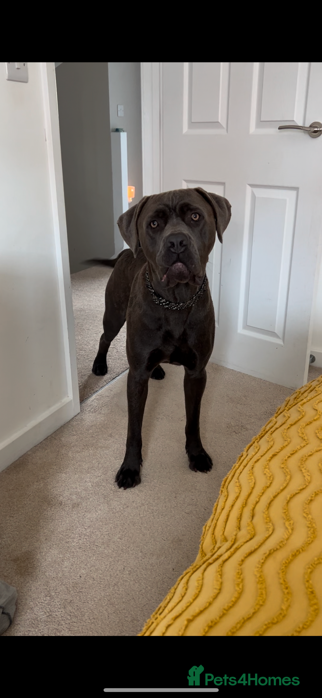Cane Corso dogs for sale: 18 month old cane corso in Ipswich - Image 2