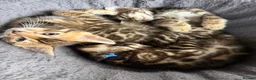Bengal cats for sale: Rare Brown Charcoal  💙 TICA Bengal Kittens in Deal - Advert 3