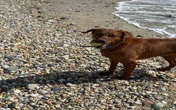 Labrador Retriever dogs for sale: Beautiful fox red Labrador  - Image 8