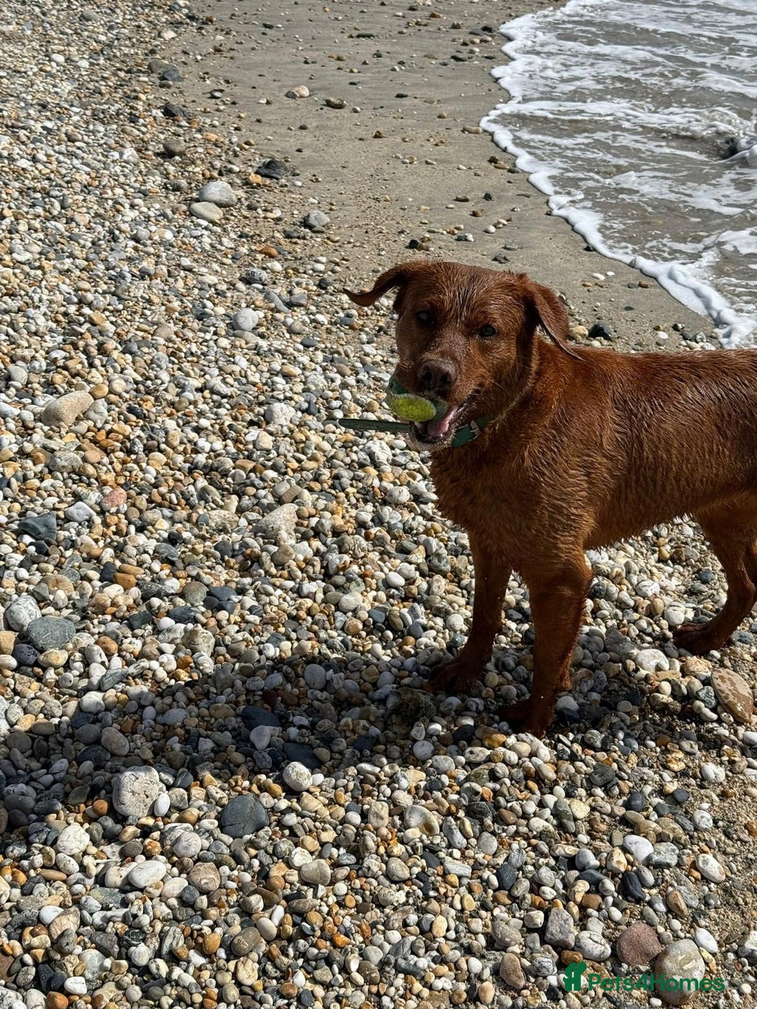 Labrador Retriever dogs for sale: Beautiful fox red Labrador  - Image 8