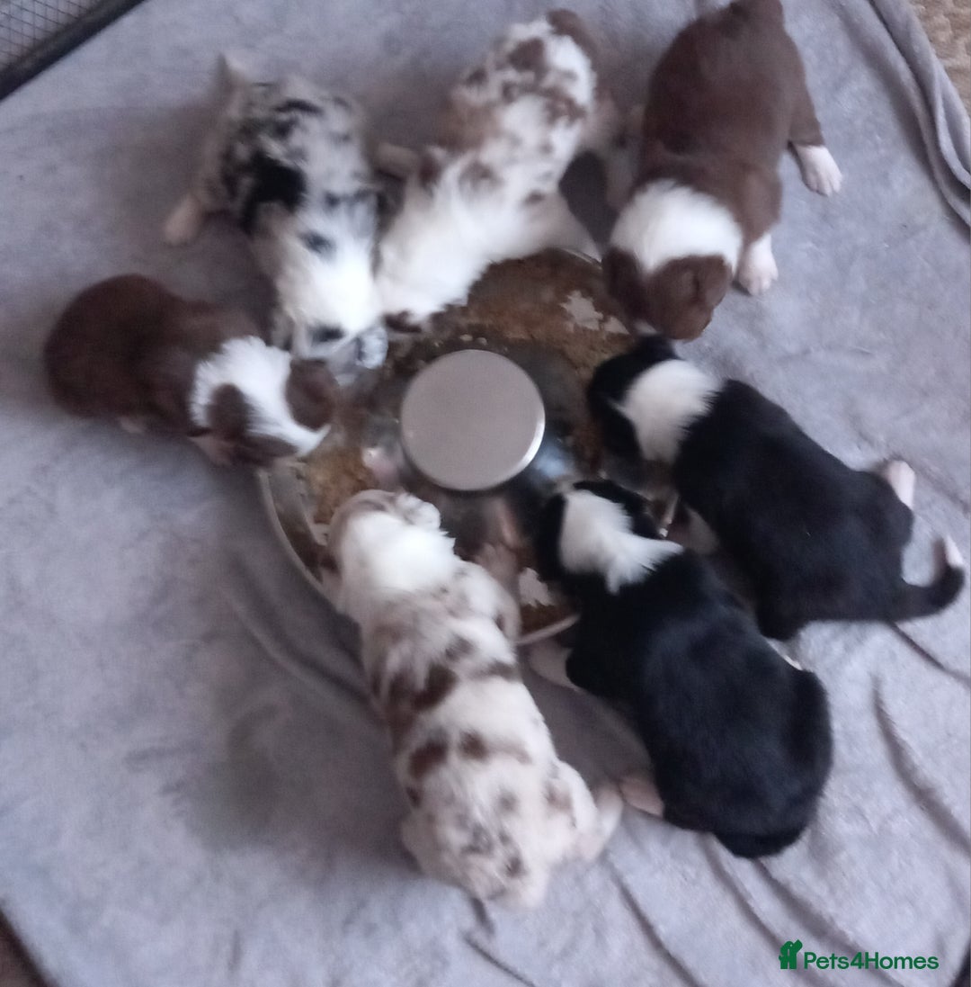 Border Collie dogs for sale: Pure breed border collies  - Advert 2